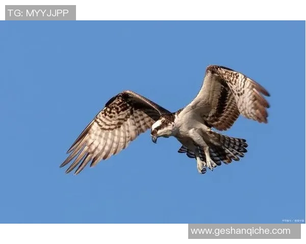 苍鹰与雕的巅峰对决谁才是天空之王的真正霸主